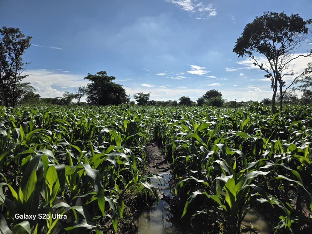 Field readied for maize